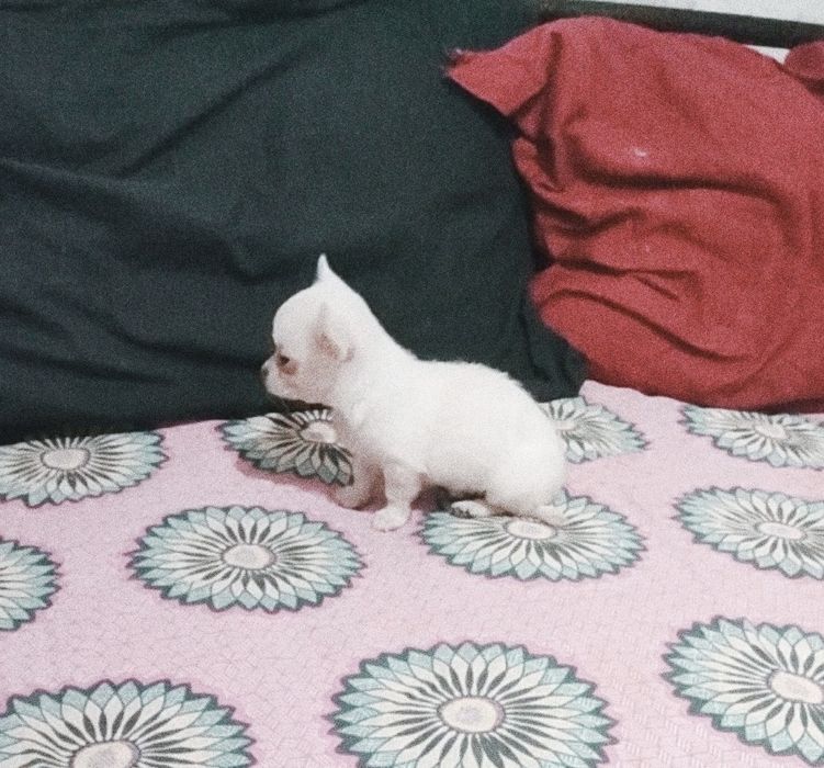 Супер мини чихуахуа