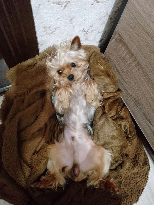 В'язка йоркширського тер'єру