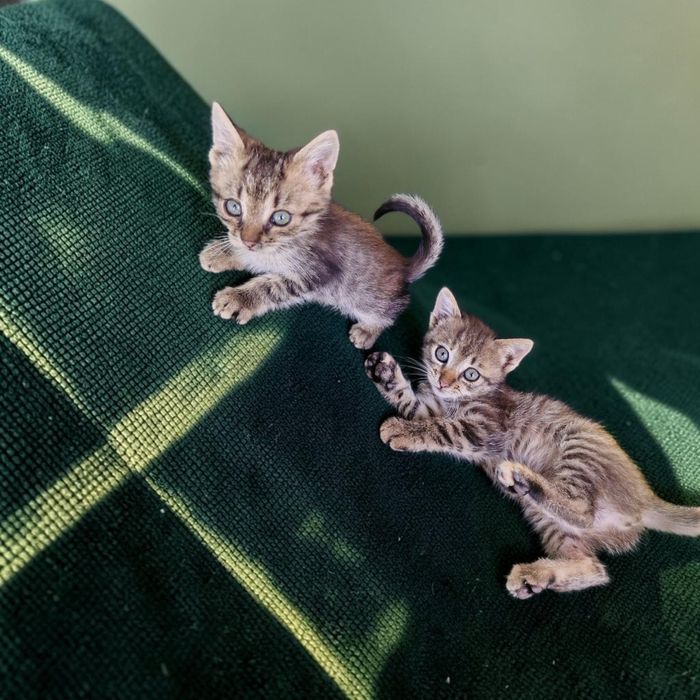 Котята у добрі руки