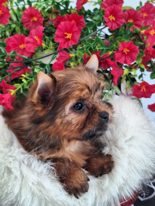 Yorkshire terrier z rodowodem