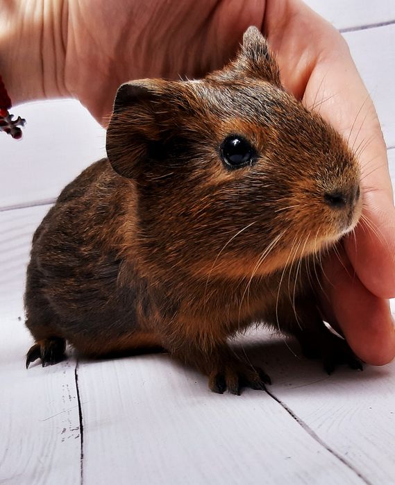 Морские свинки,клетки,корма,аксессуары