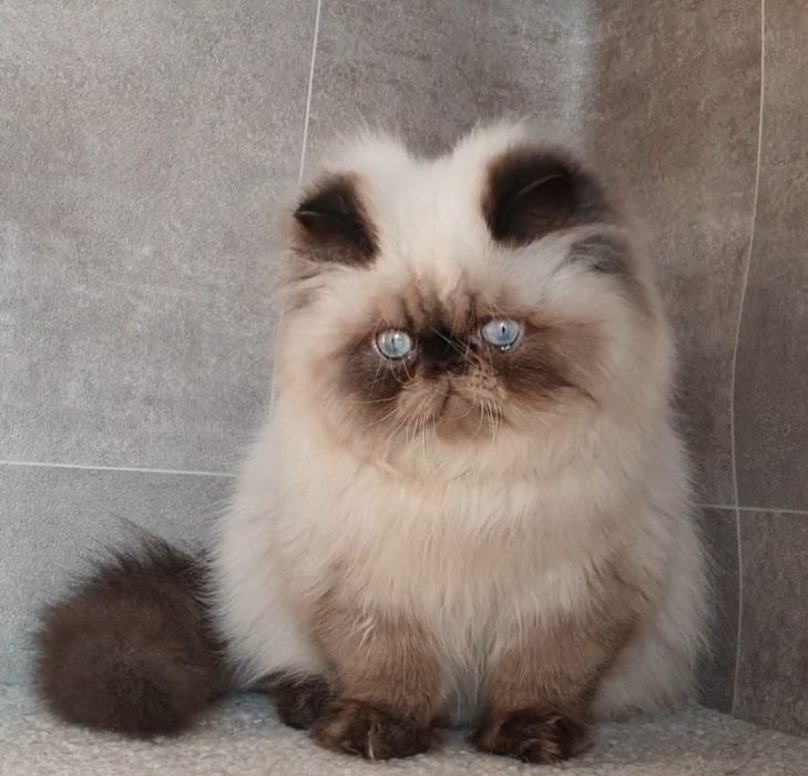 Kocurek, mrucząca przylepa!