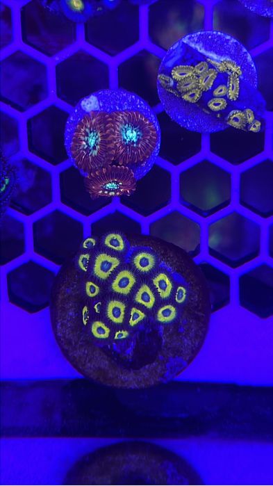 Frags corais 15€ a maior parte deles - Para aquário de água salgada