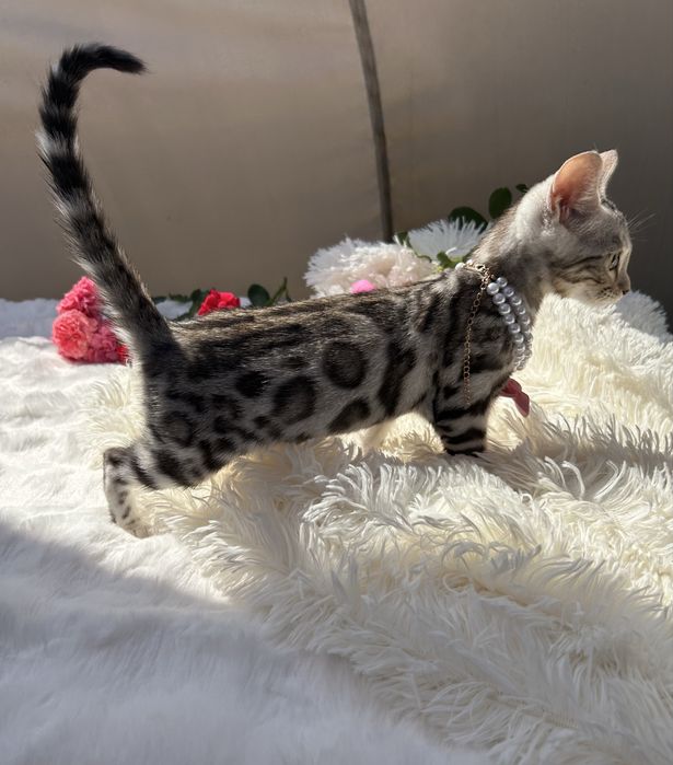 Przytulas kotka Silver Bengal