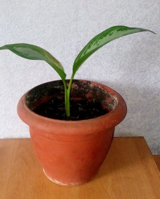 Сансивьера. Сансивьера ханна. Аглаонема. Антуриум.