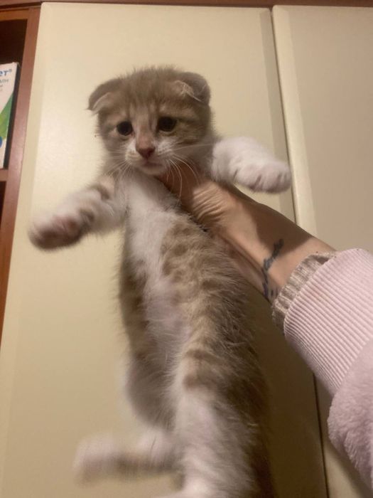 Маленькая радость