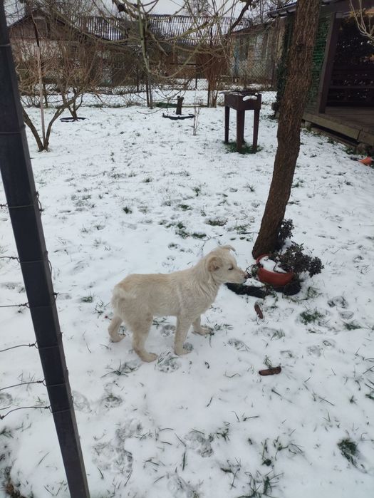 Віддам у добрі руки