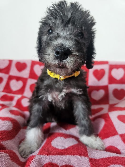 Bedlington terrier ZkwP Cotton Monkey FCI piesek