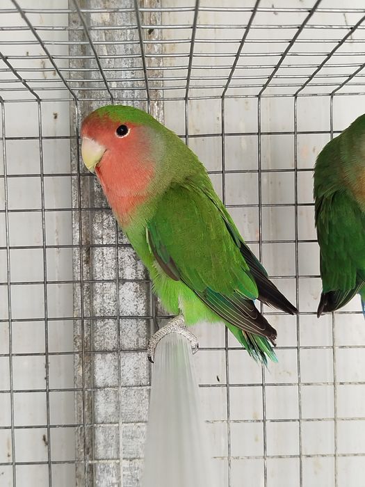 Vendo agapornis roseicollis longfheters
