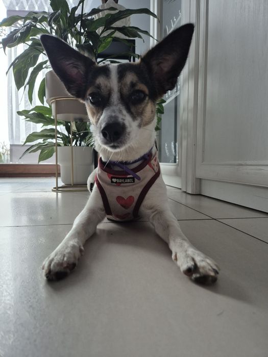 Młodziutka Psotka do adopcji.