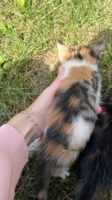 Котики безкоштовно