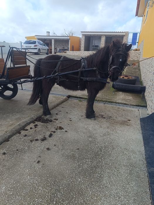 Cavalo.. ponei preto