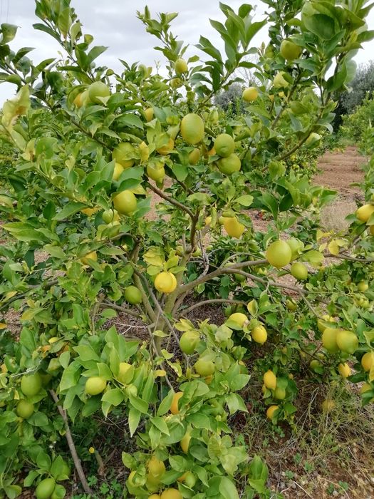 Vendo limões tenho toneladas