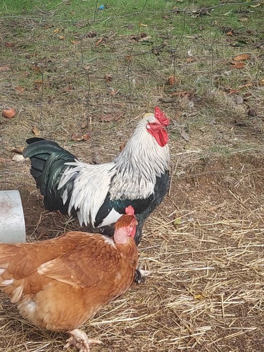 Galos adultos e saudáveis