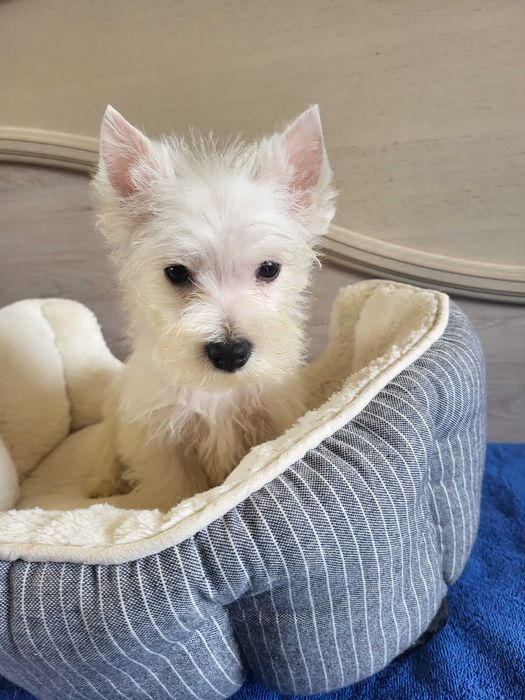 Цуценята Вест Хайленд Уайт Тер'єр