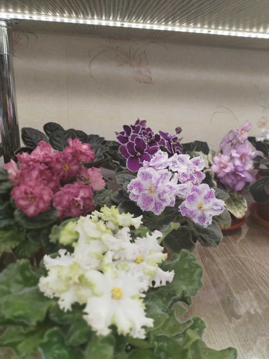Фіалки сортові 25 грн.