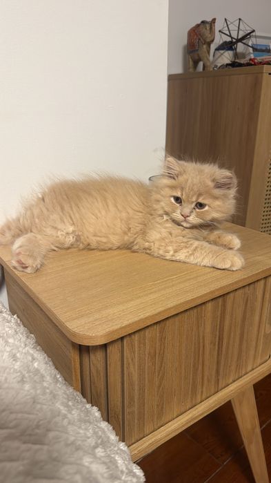 Gato macho para adopção