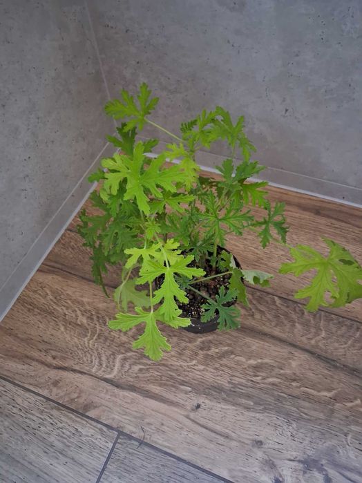 Anginka, pelargonia pachnąca, geranium