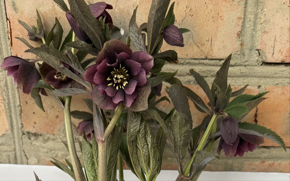 Продам кущі чемерника (морозника)