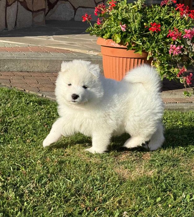Samoyed szczeniak suczka ZKwP