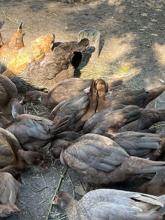 Продаю  качок і качурів  молодих мускусних качок