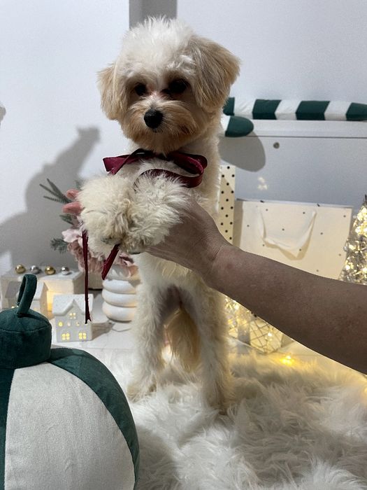 Помапу — Пухнасті принцеси хочуть до вас