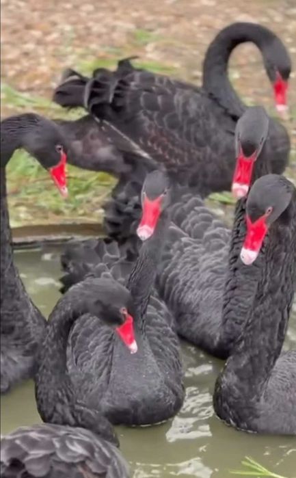 Cisnes preto,  Cisnes branco
