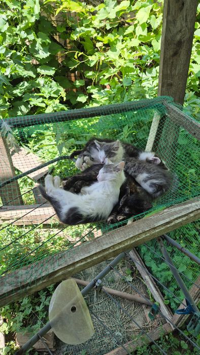 Два котики шукють сім'ю.