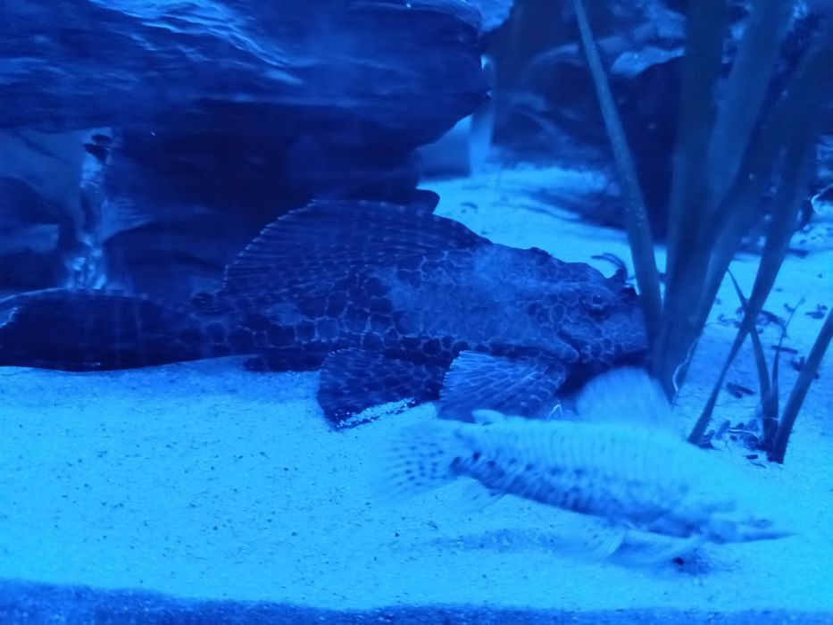 Pleco leopardo 20/25 cm