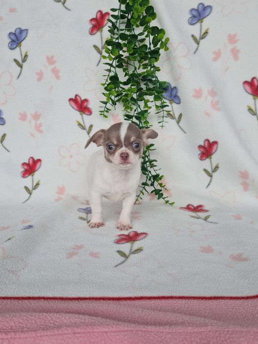 Excelente menina mini Chihuahua/Chiuaua de Qualidade,LinhagemRussa