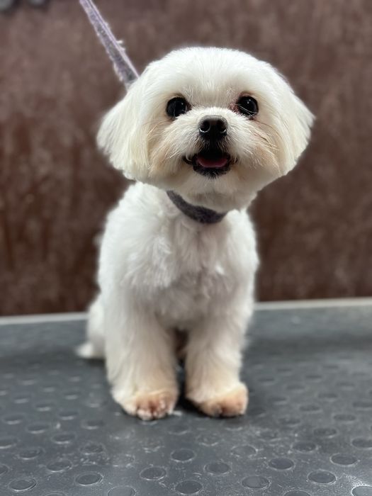 В'язка собак мальтійська болонка