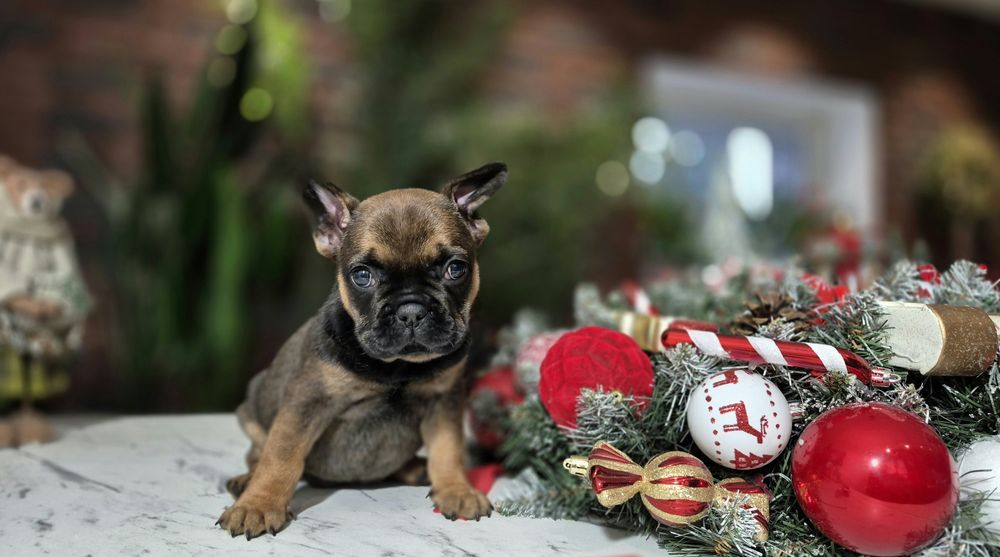 BAMBI dziewczynka buldog francuski dostępna do rezerwacji