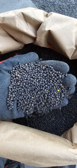 Wyka Ozima (Zimowa) czystość 99% Pewna i Sprawdzona WYSYŁKA