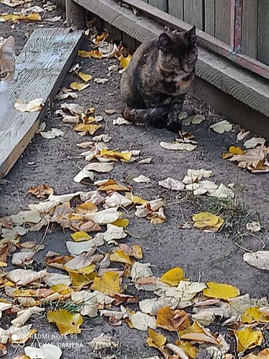 Гарнi котики термiново шукають своїх нових господарiв