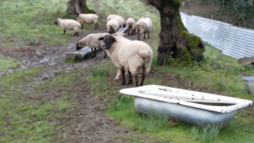 Vendo carneiro suffolk