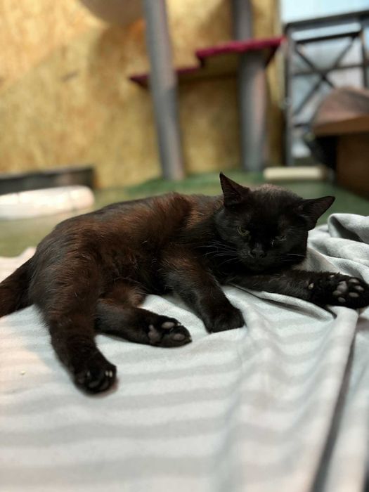 Piękna czarnulka Yoko szuka kochającego domku