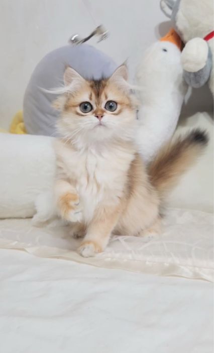 Ніжний хлопчик золота шиншила