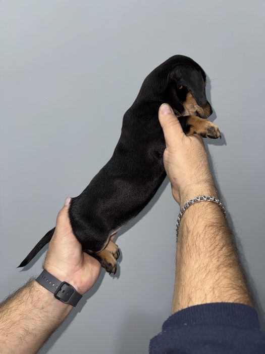 Дівчинка такса класичного окрасу