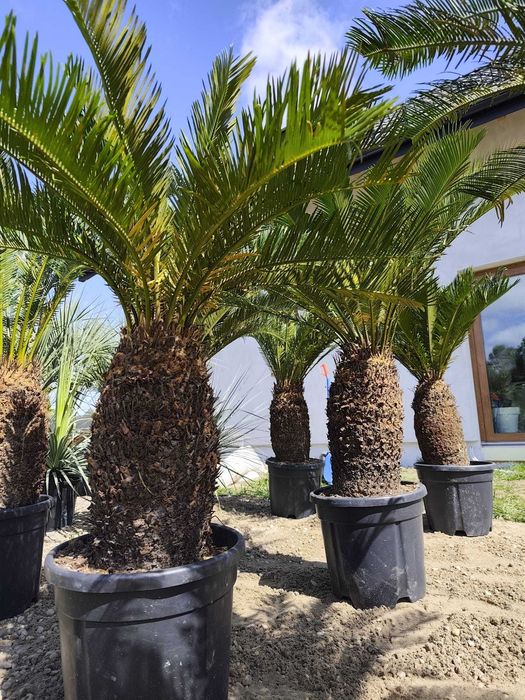 Cycas revoluta 40-50 cm pnia 120-140 cm całkowita