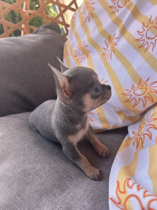 *GOTOWY DO ODBIORU*Niebieski samiec chihuahua