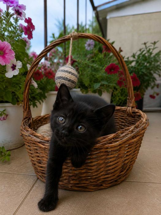 Кошеня для найкращої родини