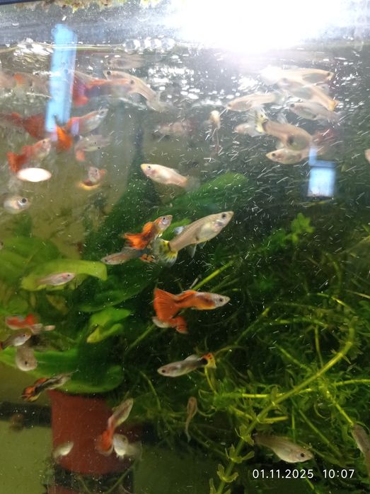 Продам рыбок гуппи