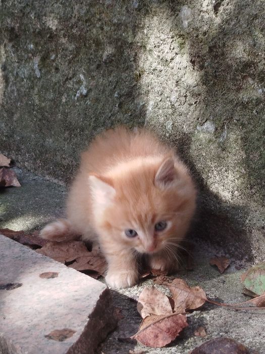 котинята 2 місячні