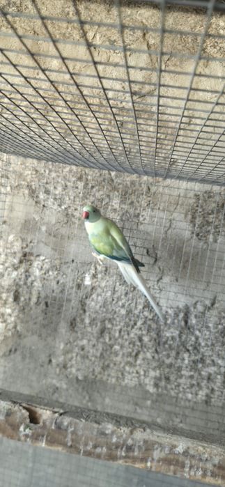 Papagaio cinzento, senegal, rings