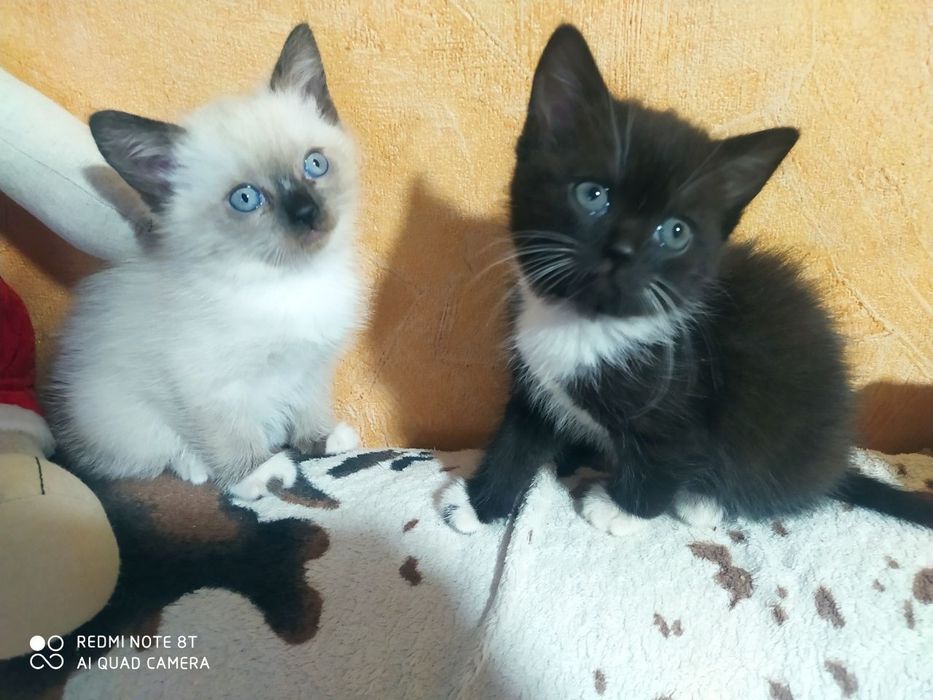 Продаються гарні кицьки. Балінез(мама), британець(тато).
