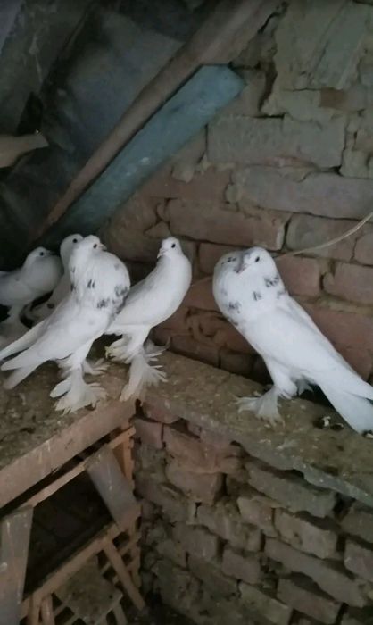 Птиця декоративна