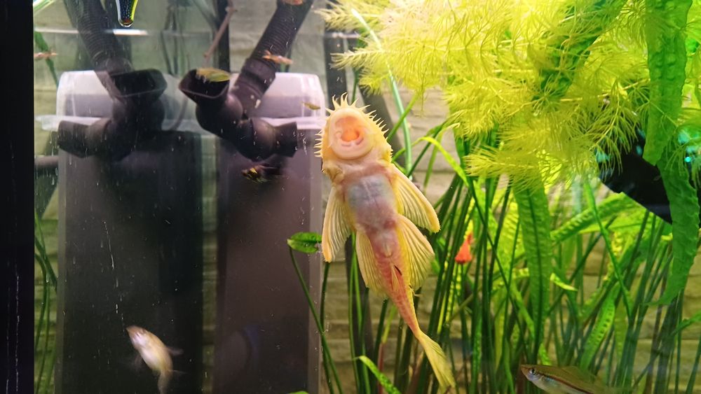 Glonojad  albinos samiec.