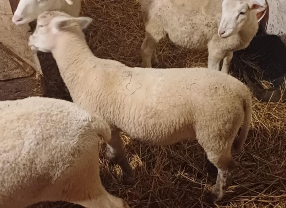 Baran nolan 3 miesięczny