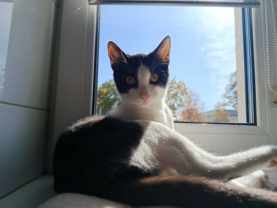 Niko: mały skarb, który roztopi każde serce. Gotowy do adopcji!
