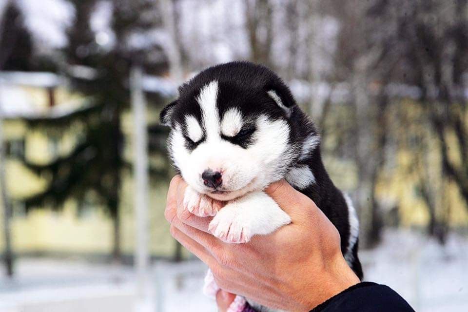 Мальчик хаски. КСУ.